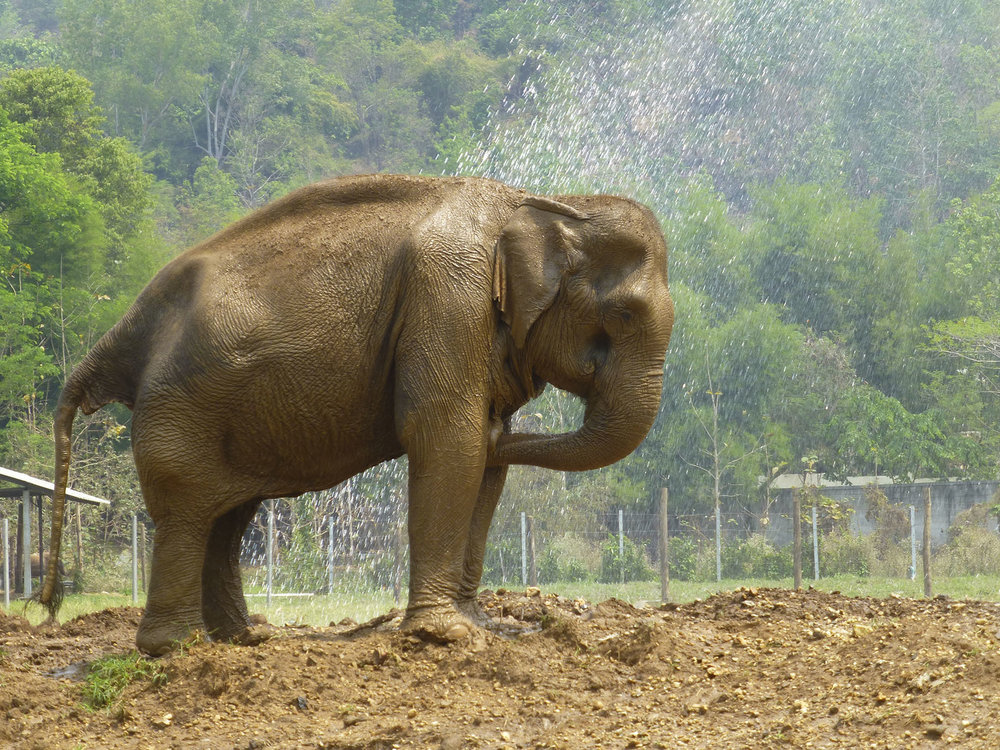 Sprinkler Shower