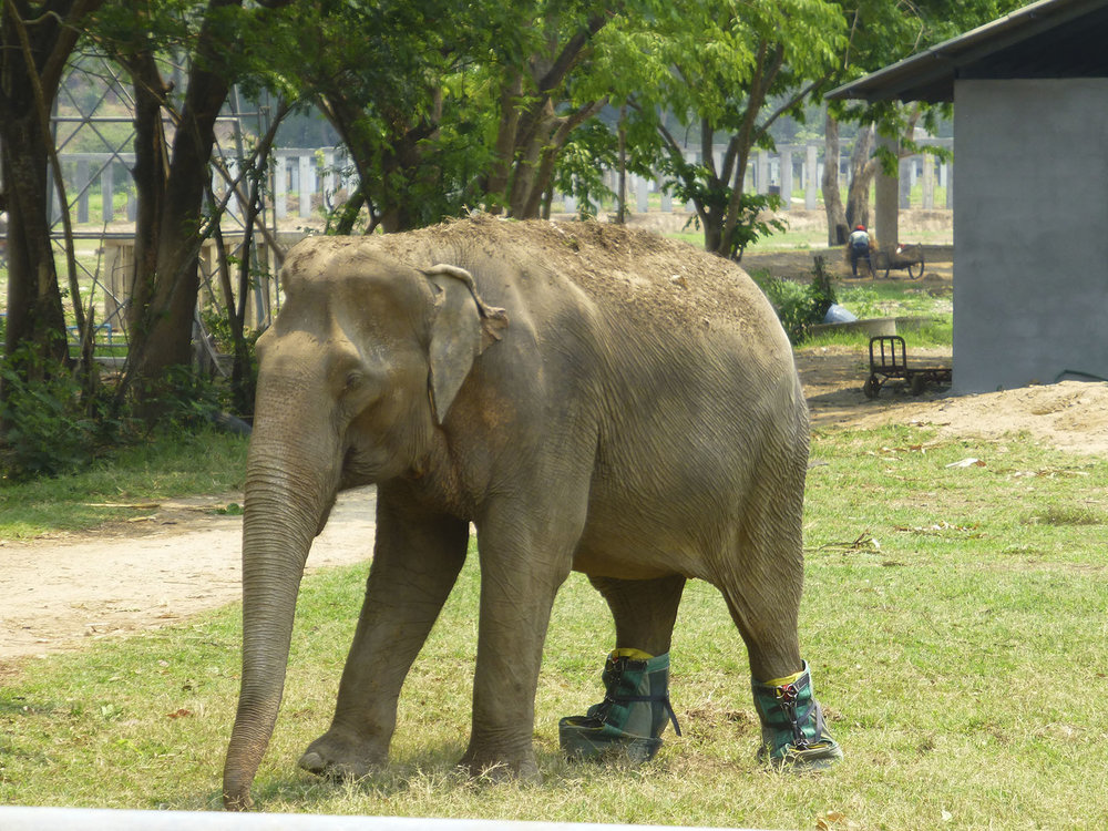 Elephant Booties