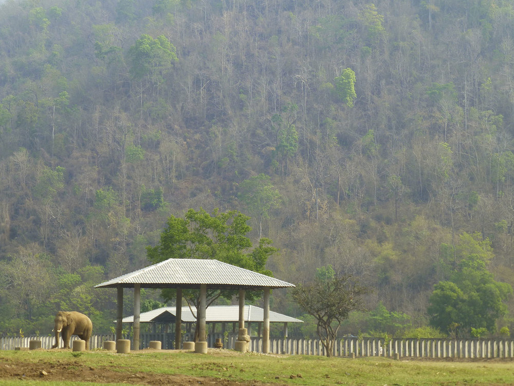 Elephant Nature Park