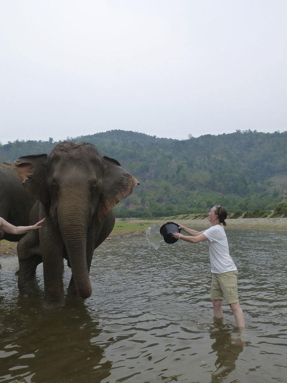 Elephant Bath Time