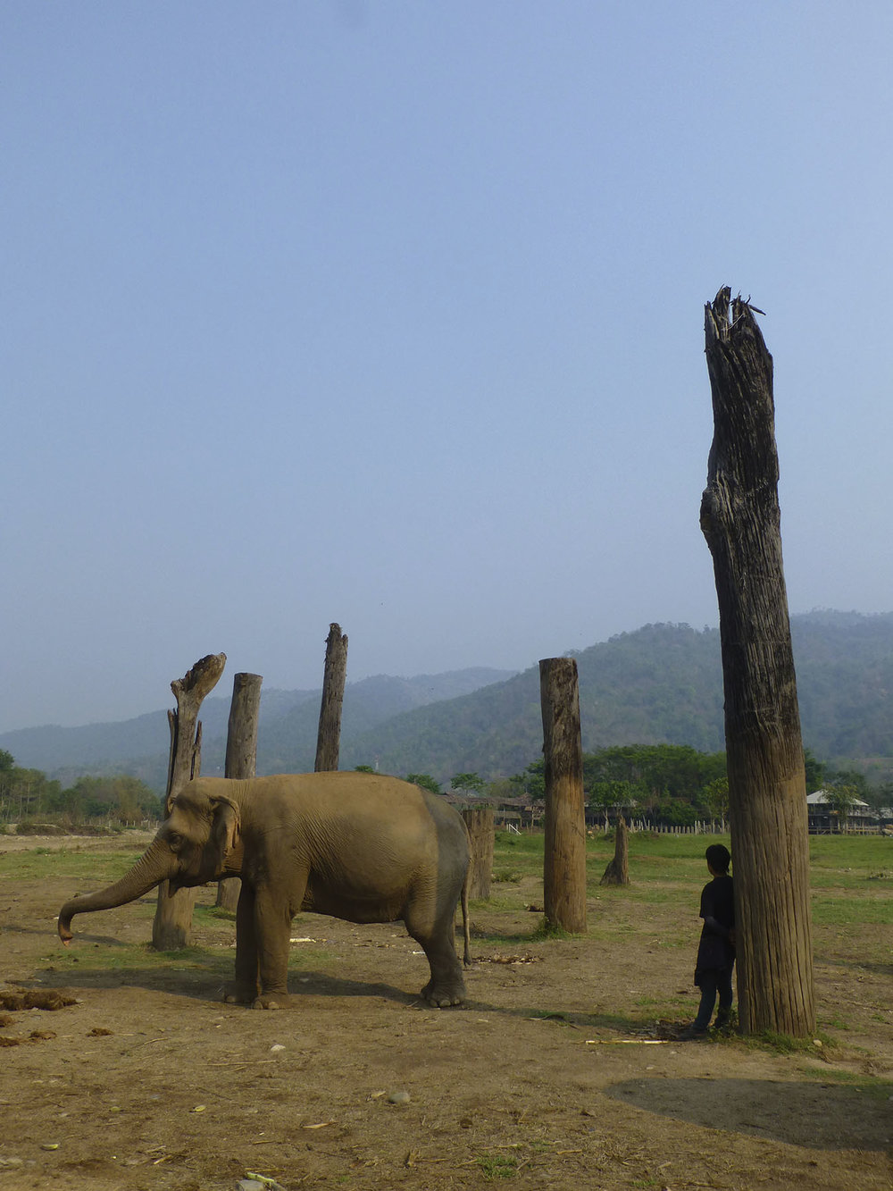 Elephant And Mahout