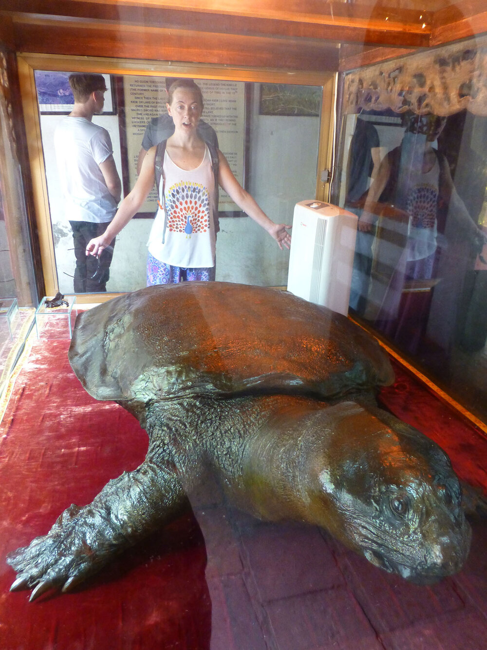 Bronzed Turtle