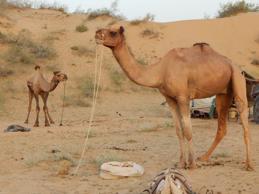 Camel Break Time