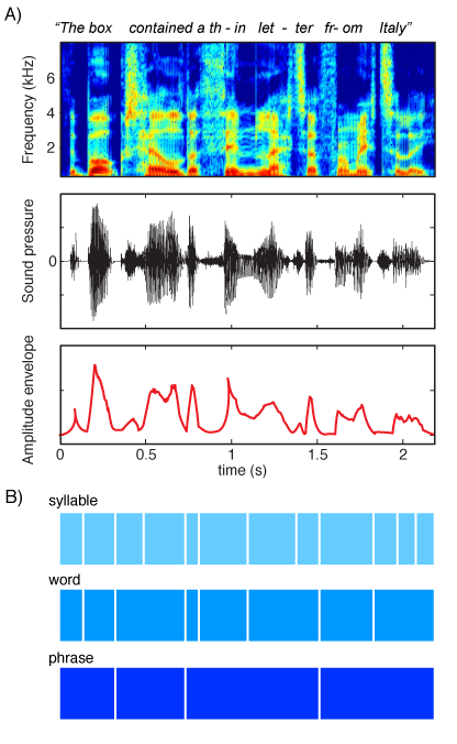 Various representations of a spoken sentence, highlighting the rhythmic information contained in the amplitude envelope (top) and various levels of linguistic information conveyed (bottom). (From Peelle & Davis, 2012, Frontiers in Psychology )