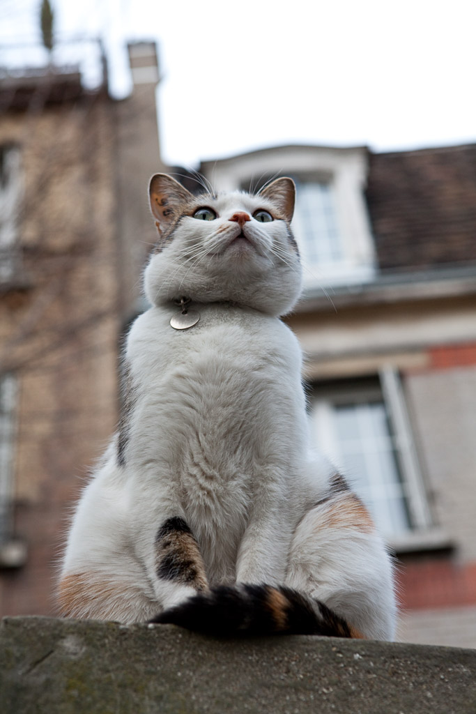 The Royal Cat - Paris, France