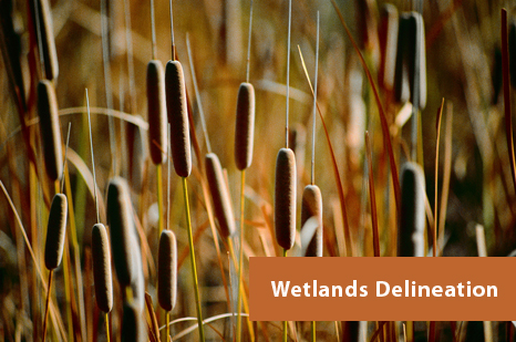 Georgia Wetlands Delineation