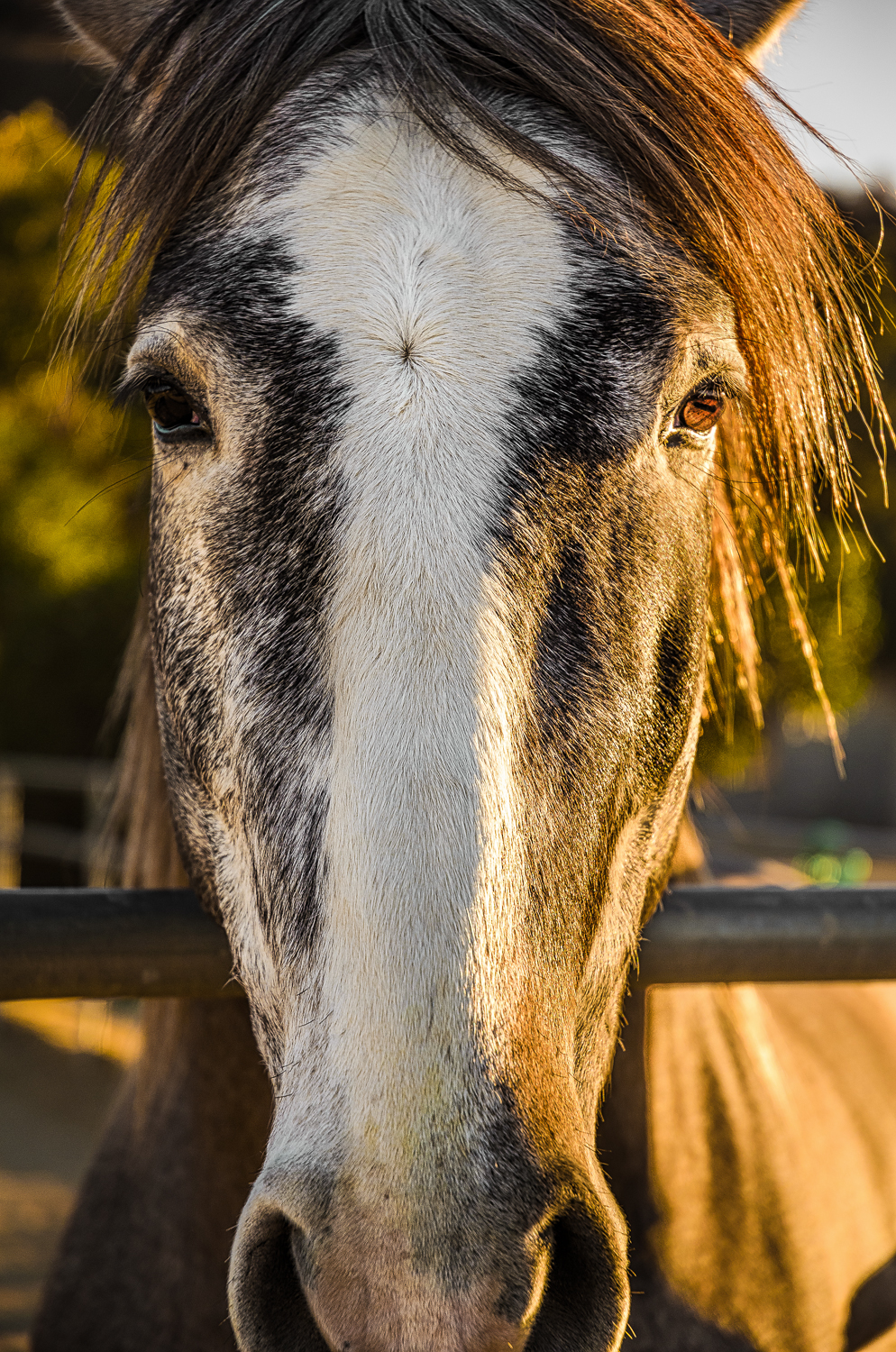 Portrait of Romeo