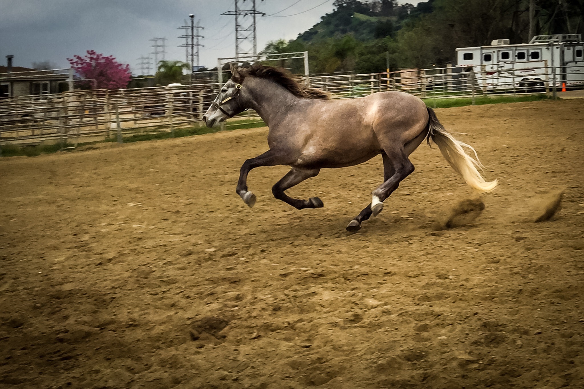 Romeo taking a run