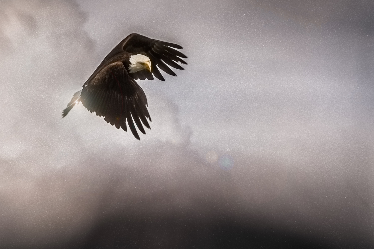 Eagle in Flight