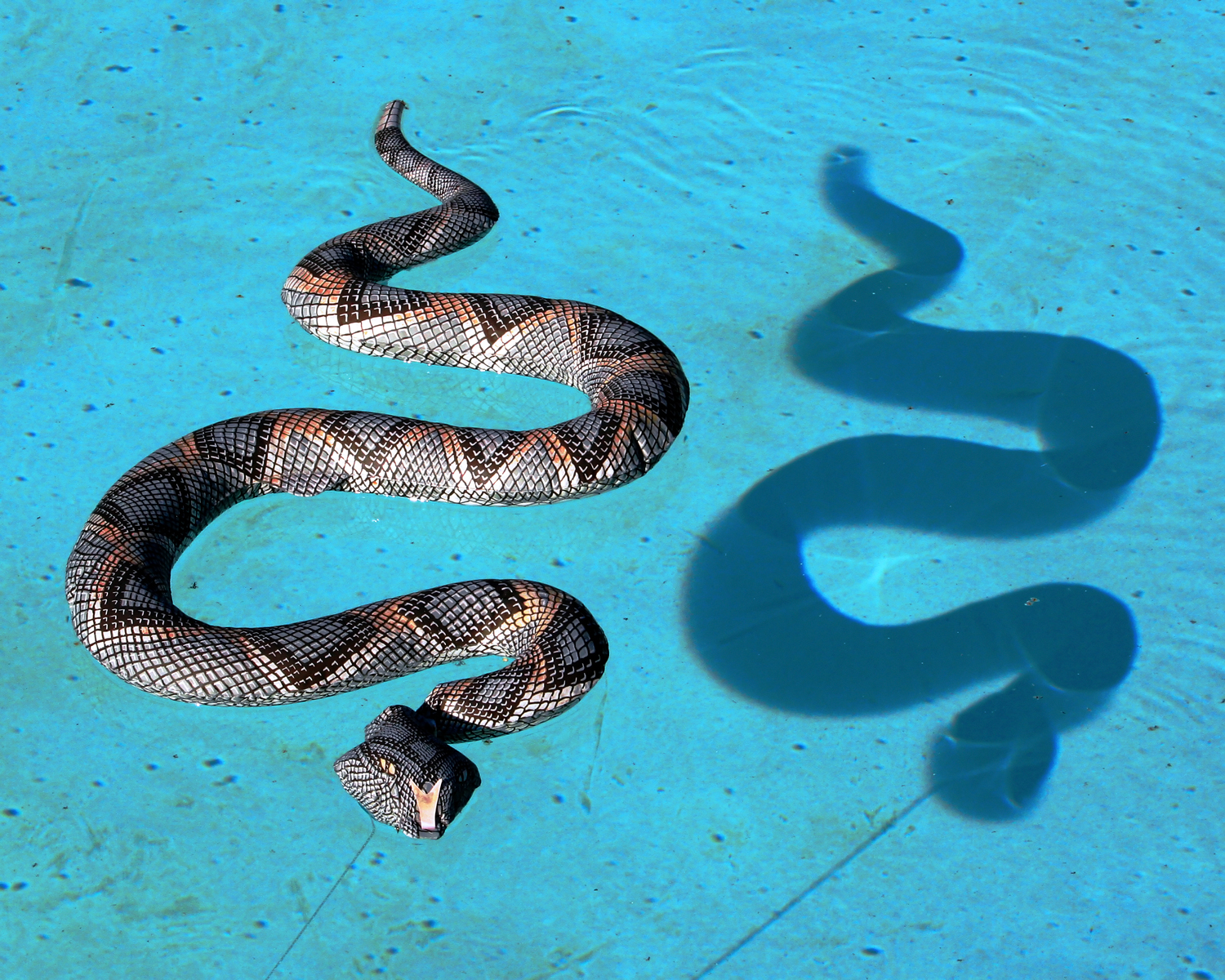 SnakeSS.jpg