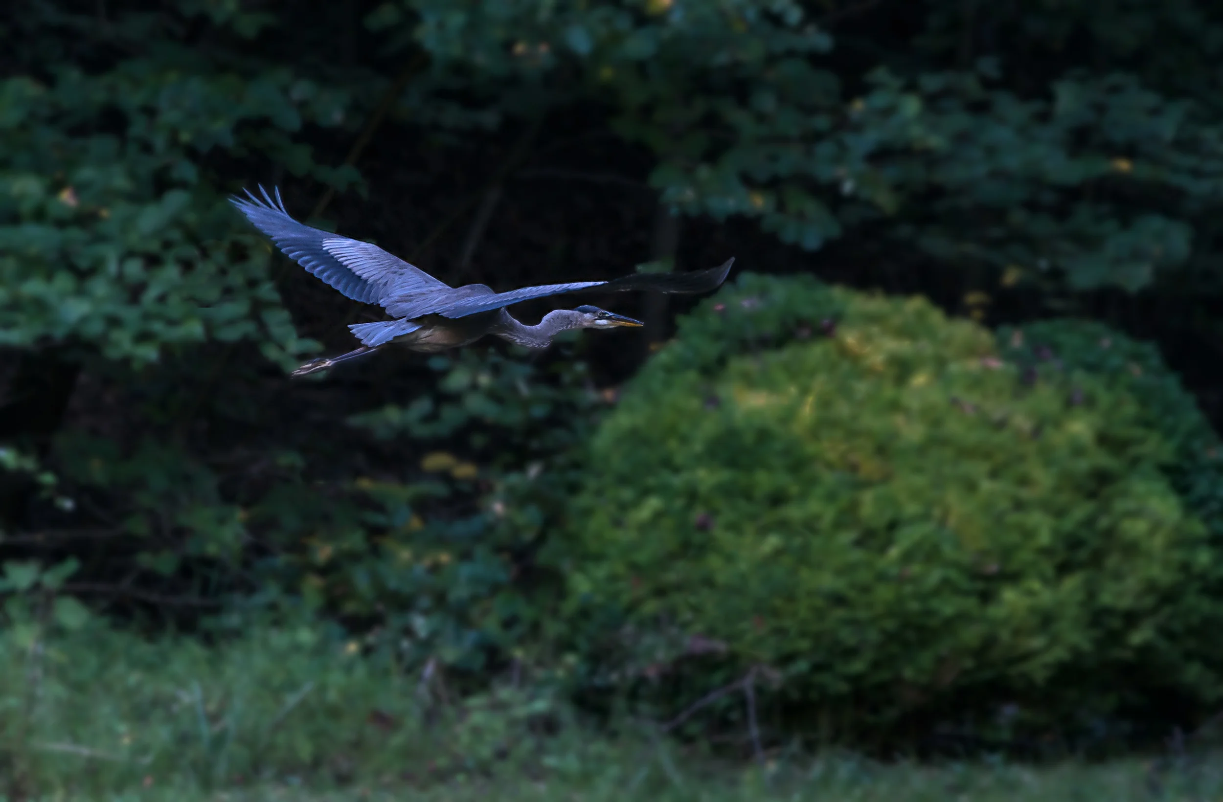 Great Blue Heron in flight