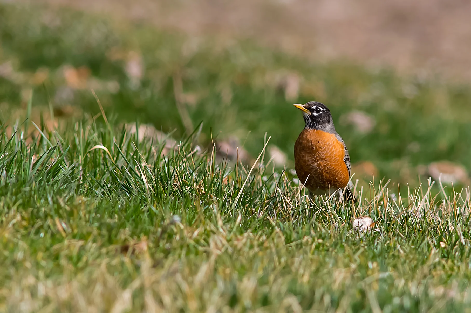 Spring Robin (1 of 1).jpg