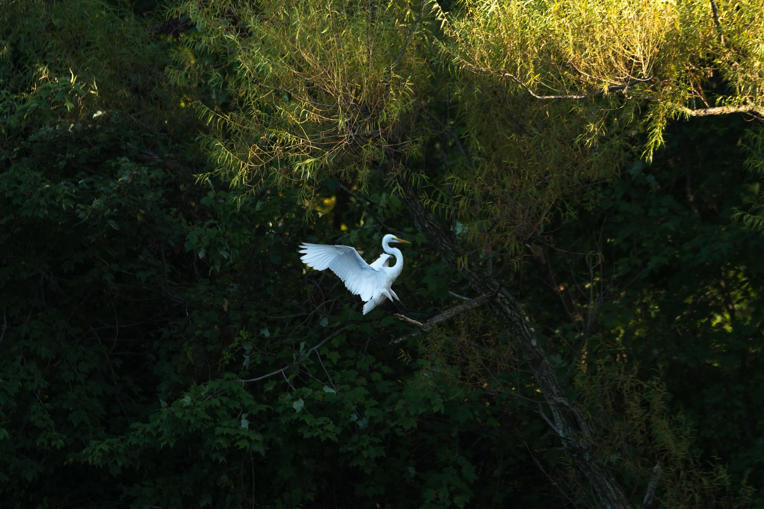 DSC_0223.jpg