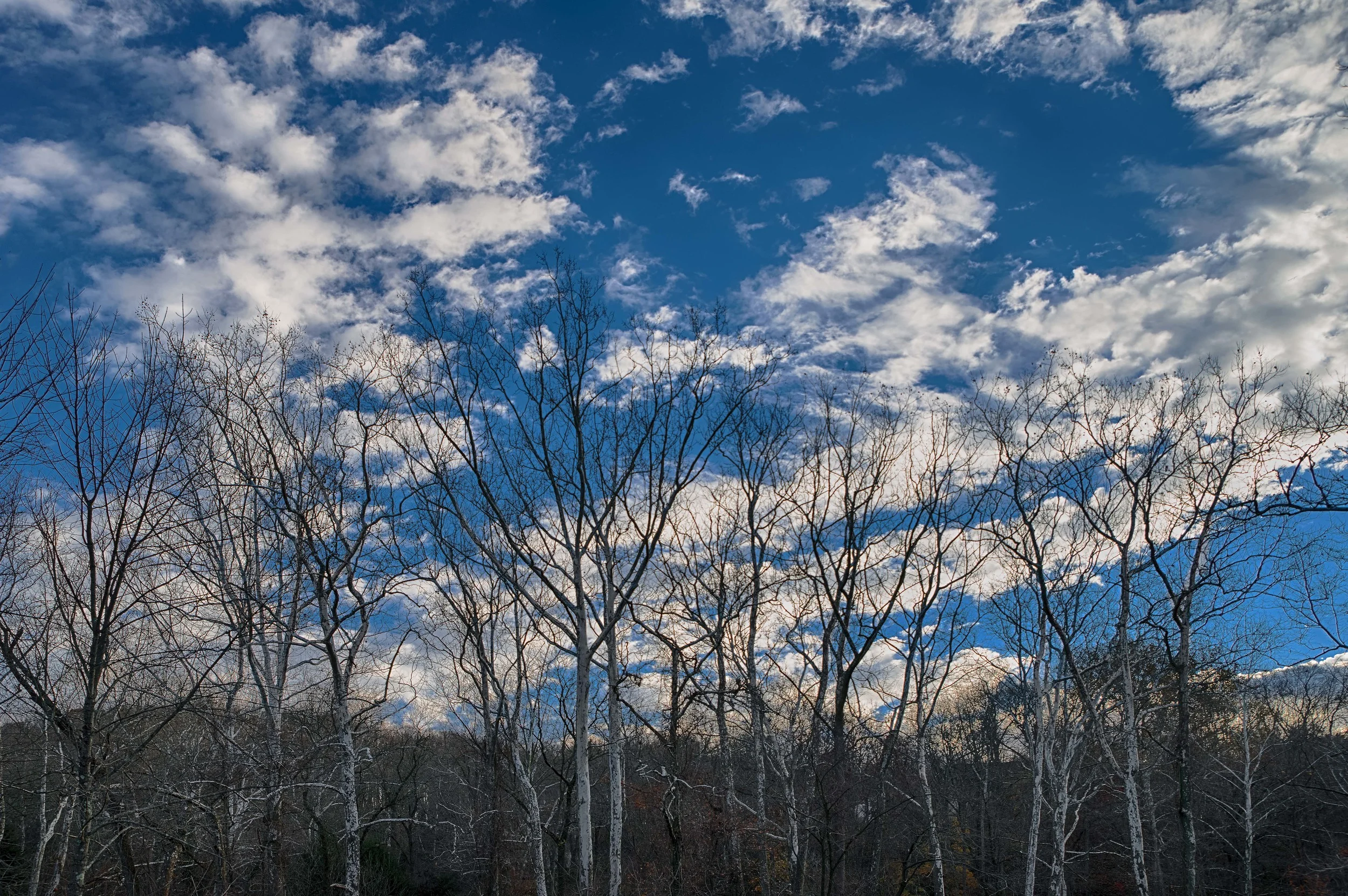 First Winter foliage (1 of 1).jpg