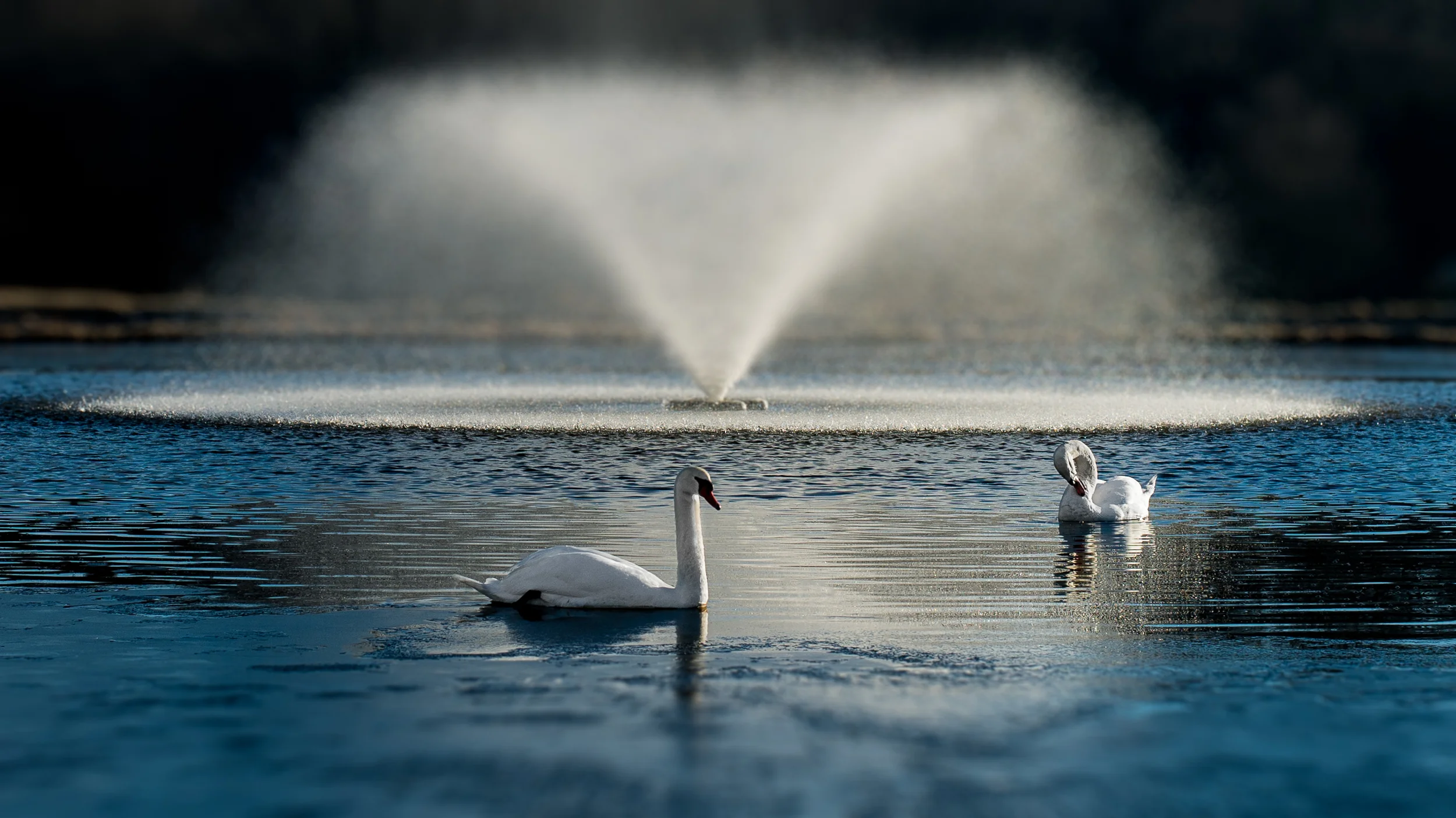 Swans infront of a fountain (1 of 1).jpg