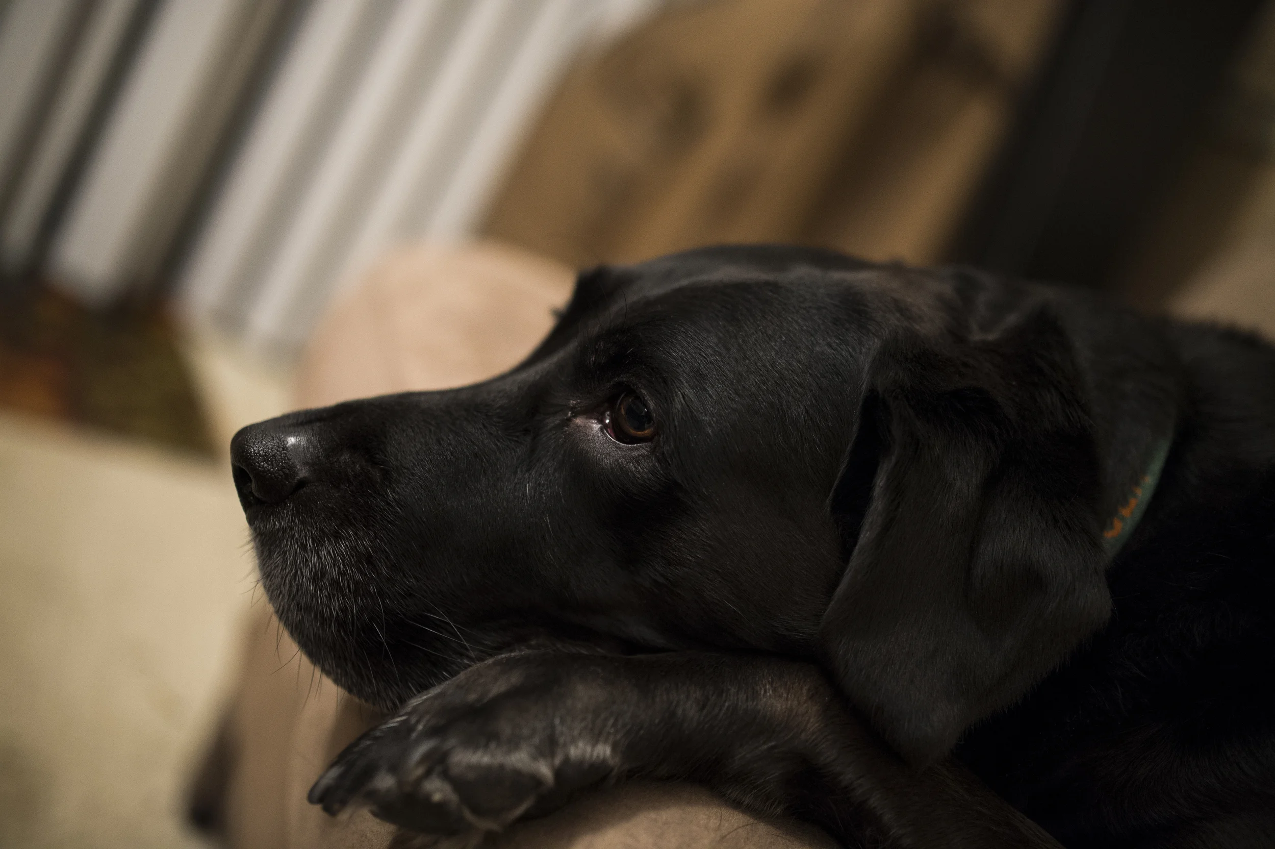 Nikon D4 Sigma 35mm f/1.4 35mm f/1.4 ISO 3200 1/60 sec