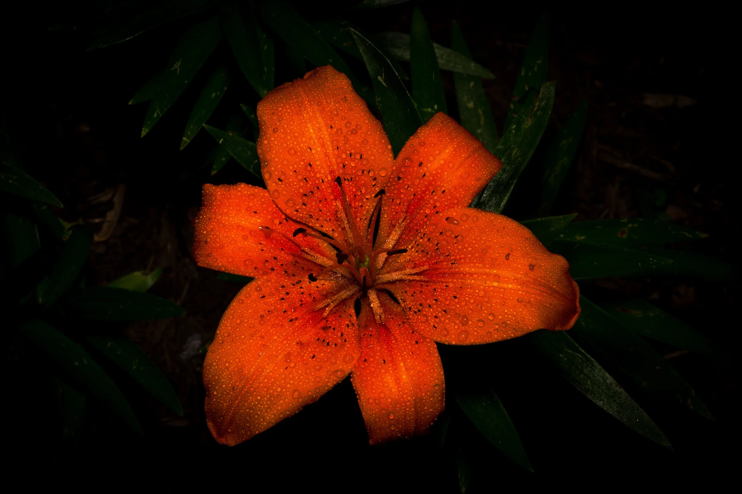 Nikon D4 Tokina 100mm/2.8 macro @ 100mm f/25 ISO 400 1/400 sec. flash