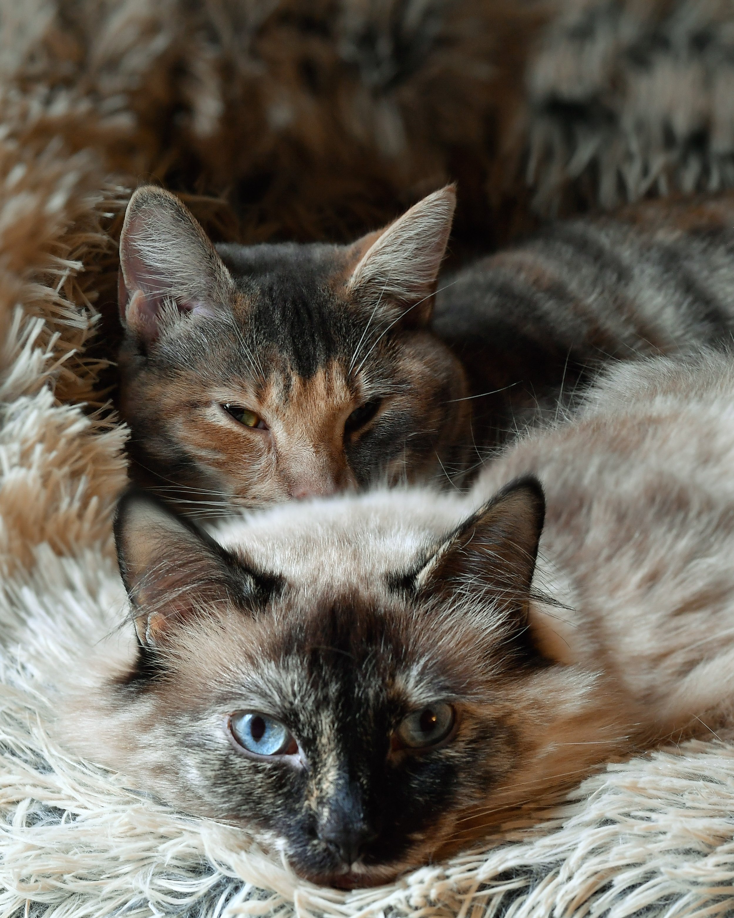 Luna and Amore in the kitty bedwebsite.jpg