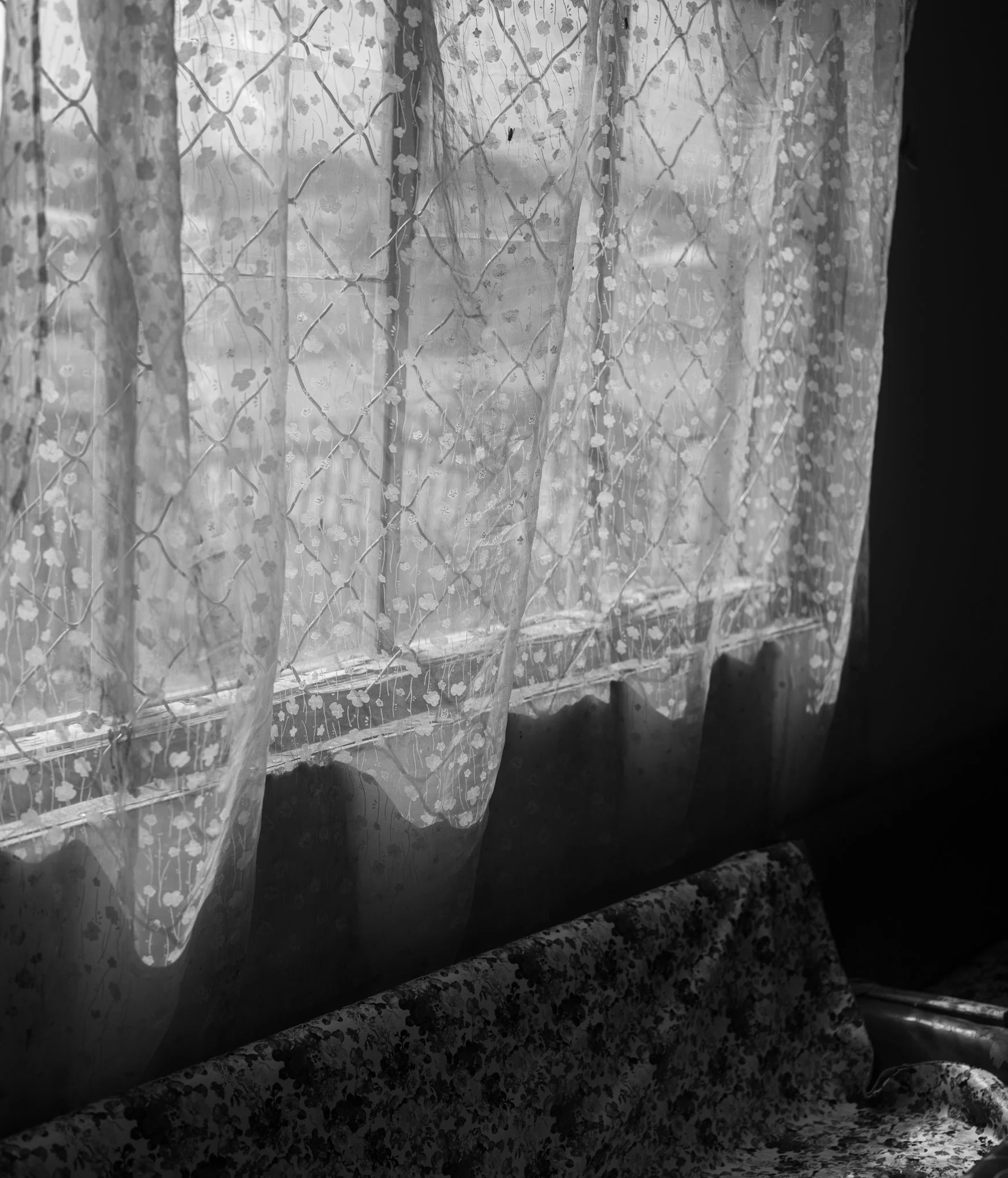 Fly on the Curtain.jpg