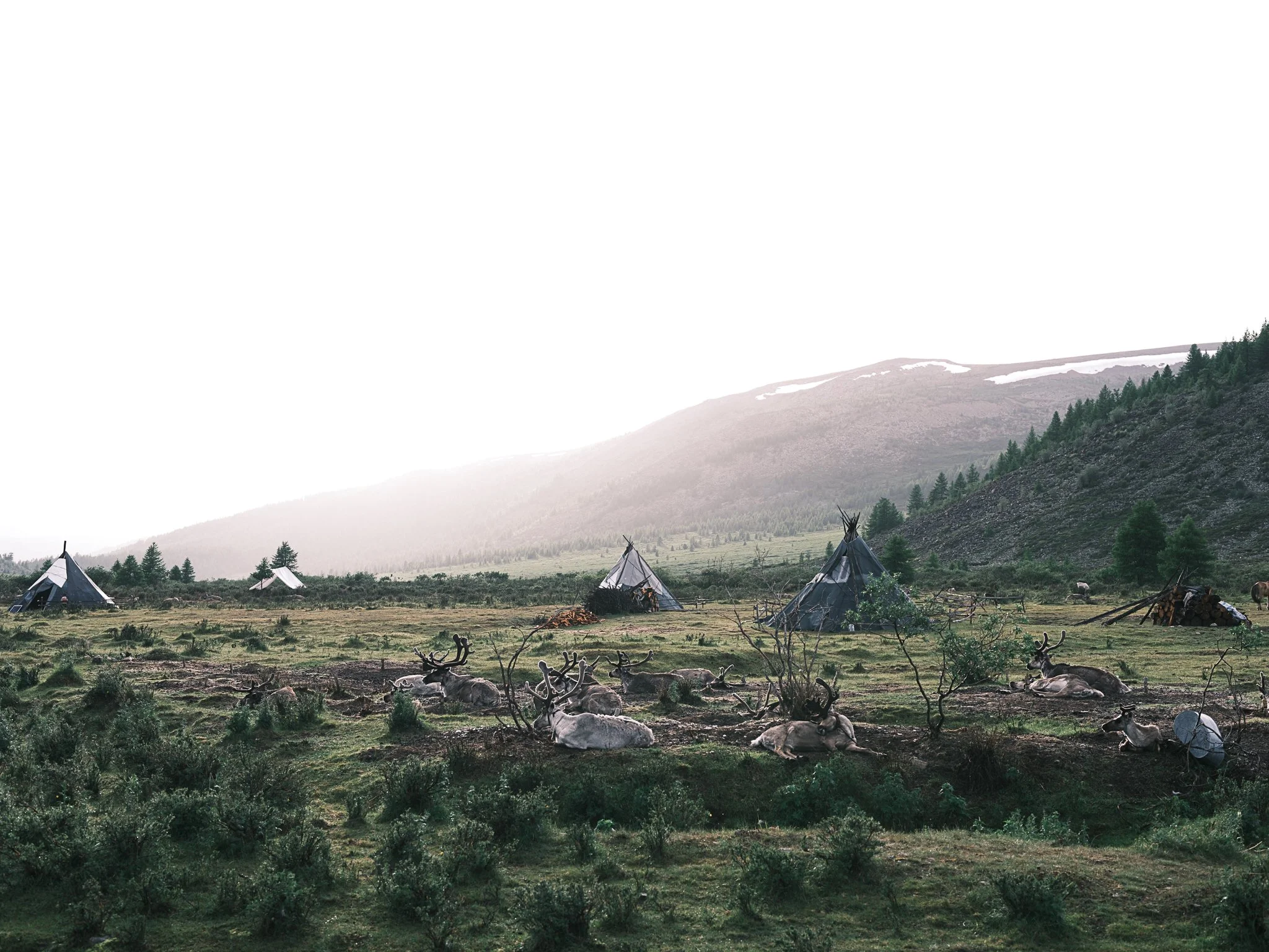 Reindeeer and Teepees.jpg