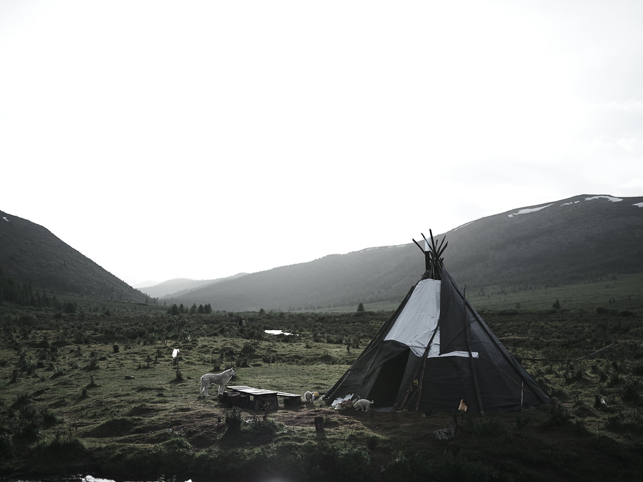 Isolated Teepee Final Dog.jpg