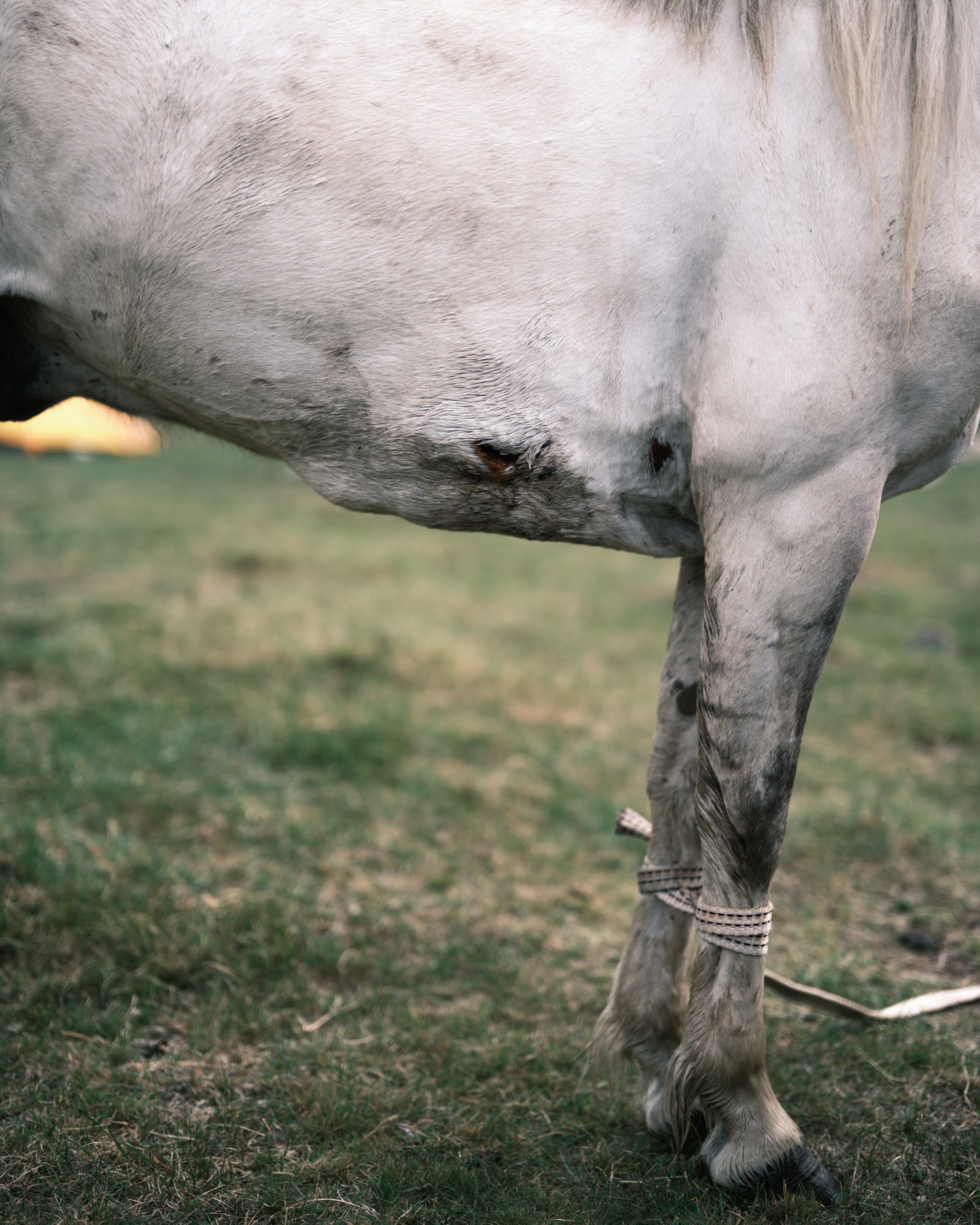 04 Hobbled White Horse.jpg