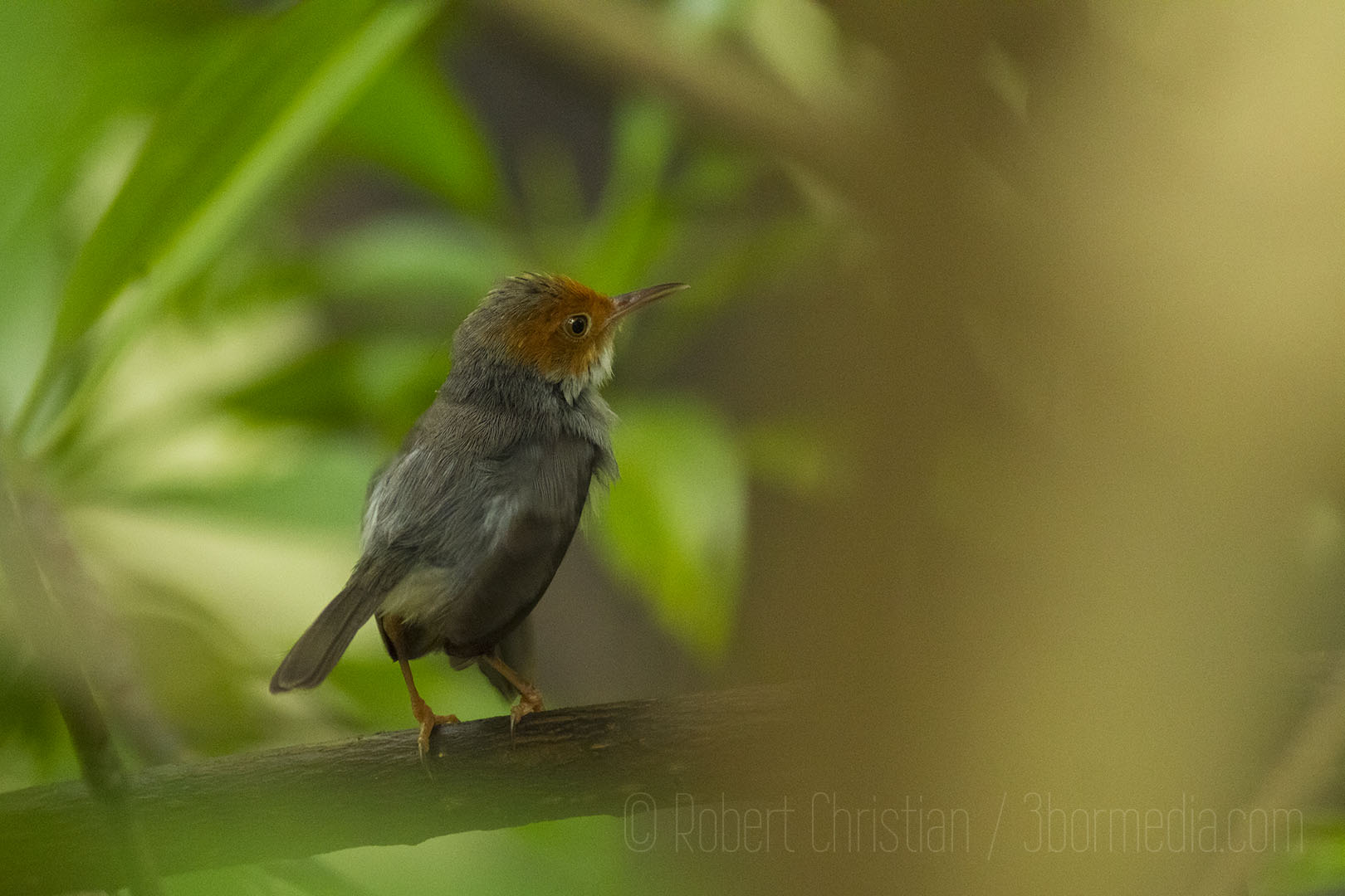 Red Headed (Ashy) Tailorbird photographed in the Kota Kinabalu Wetland Centre.