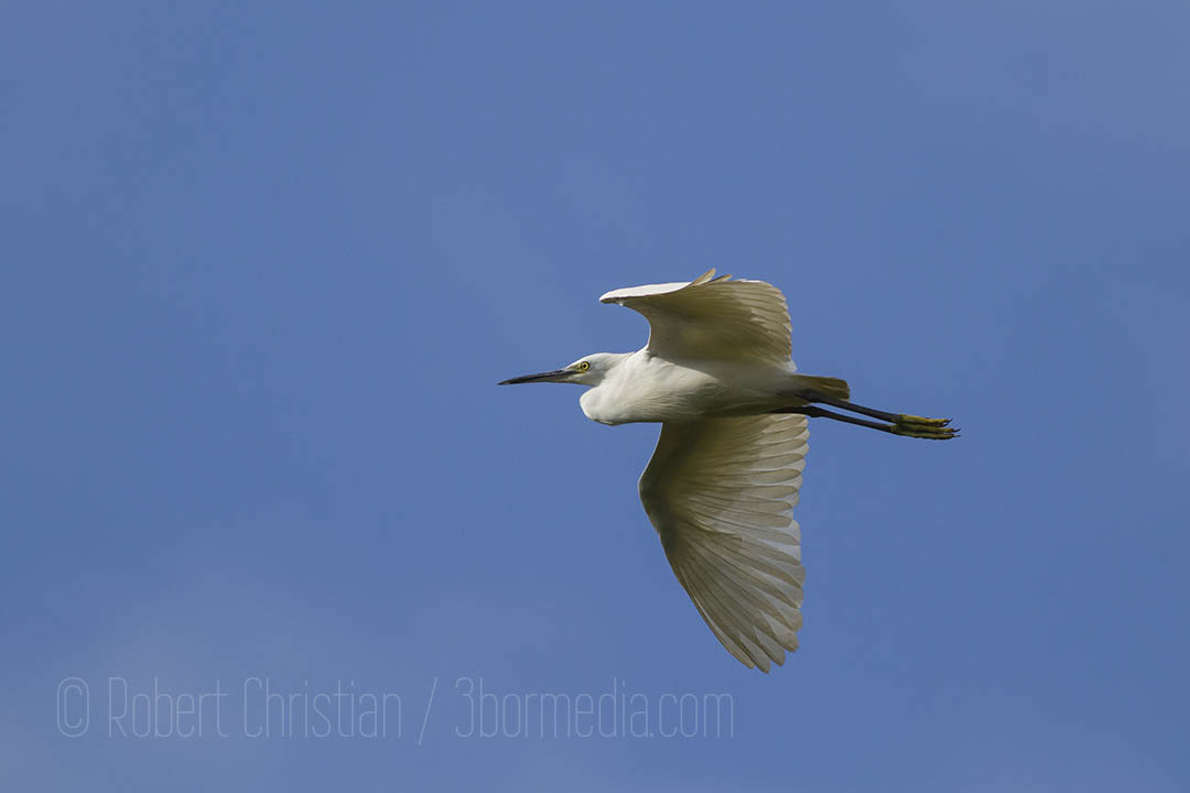 Little Egret flying into the KK Wetland Centre.