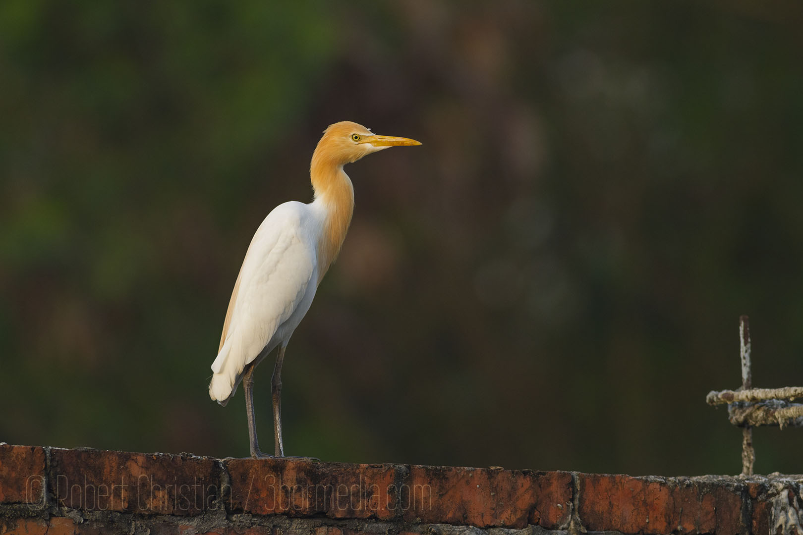 Cattle Egret seen on the wall outside the KK Wetland Centre.