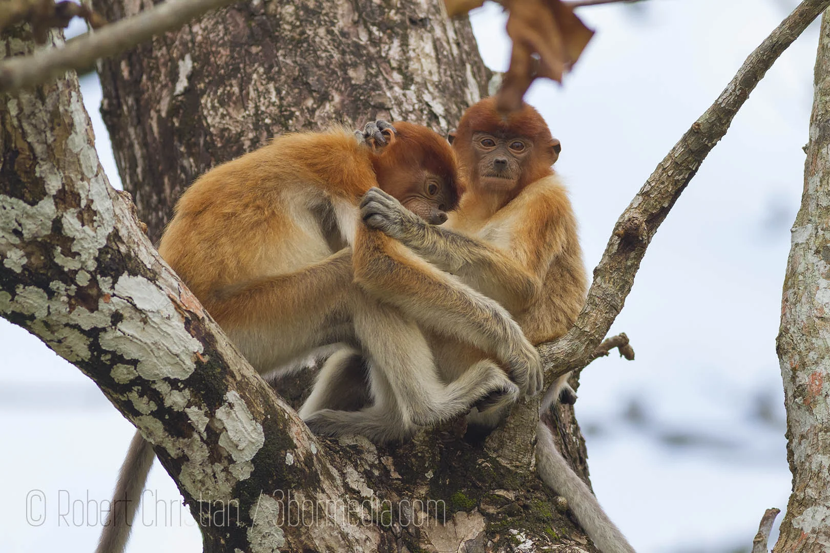 Young Proboscis Monkeys playing around up a tree at Bako National Park.