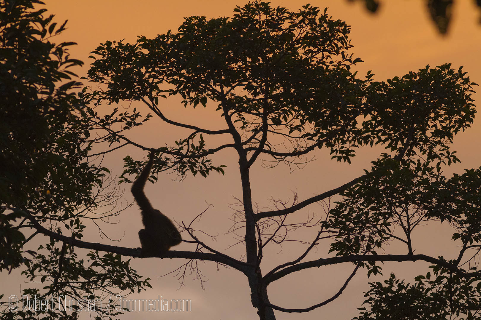 Bornean Gibbon at sunrise.