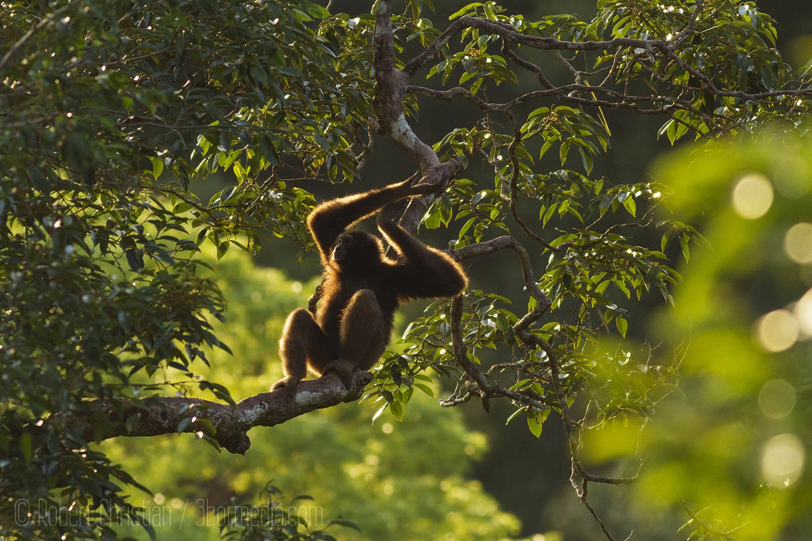 A Bornean Gibbon in the treetops of Ulu Temburong.