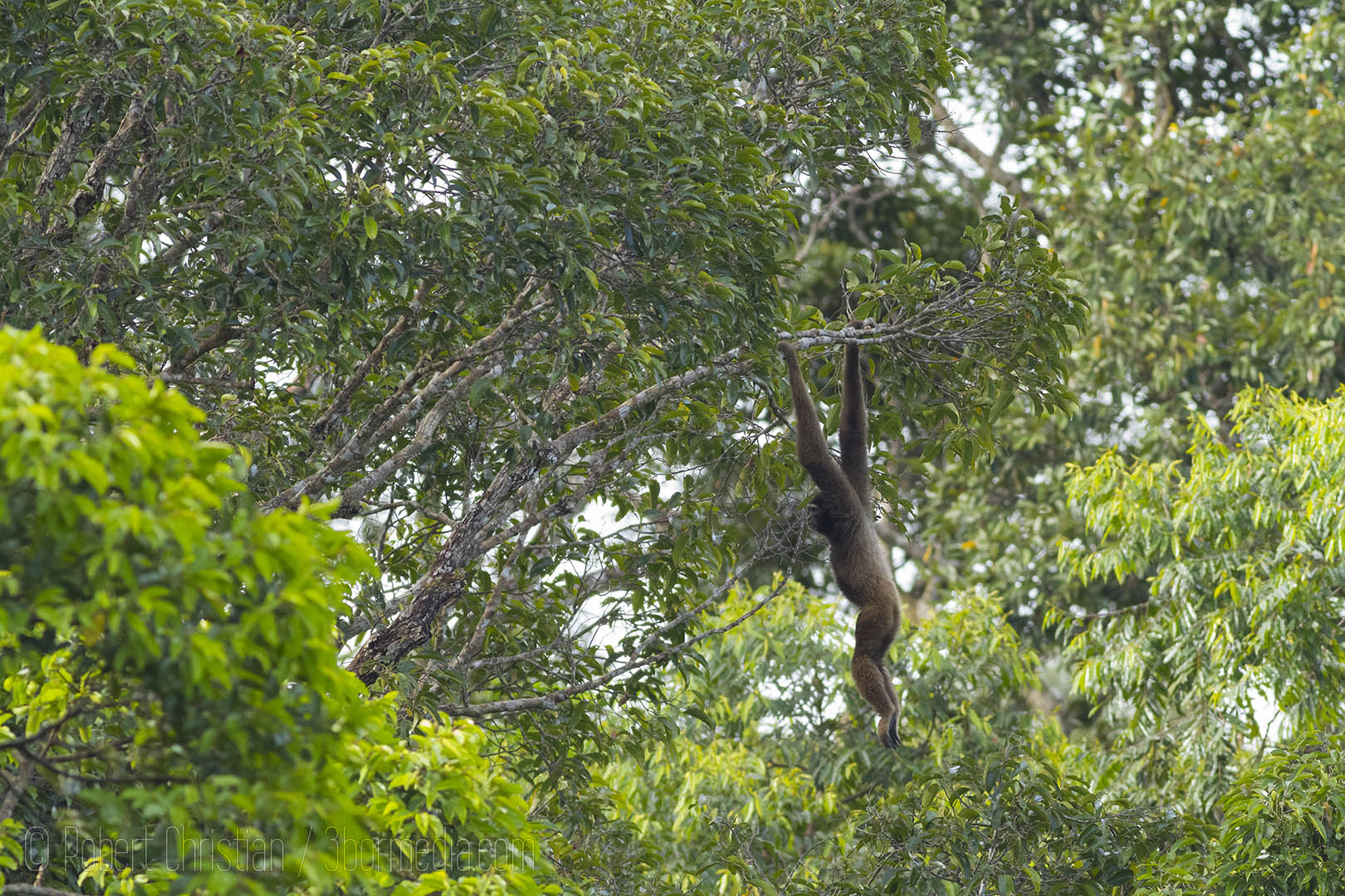 A gibbon hanging around in the canopy of Ulu Temburong.