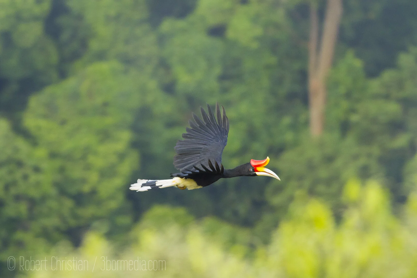 A Rhinoceros Hornbill flies between trees.