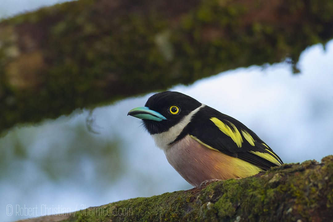 Black and Yellow Broadbill.