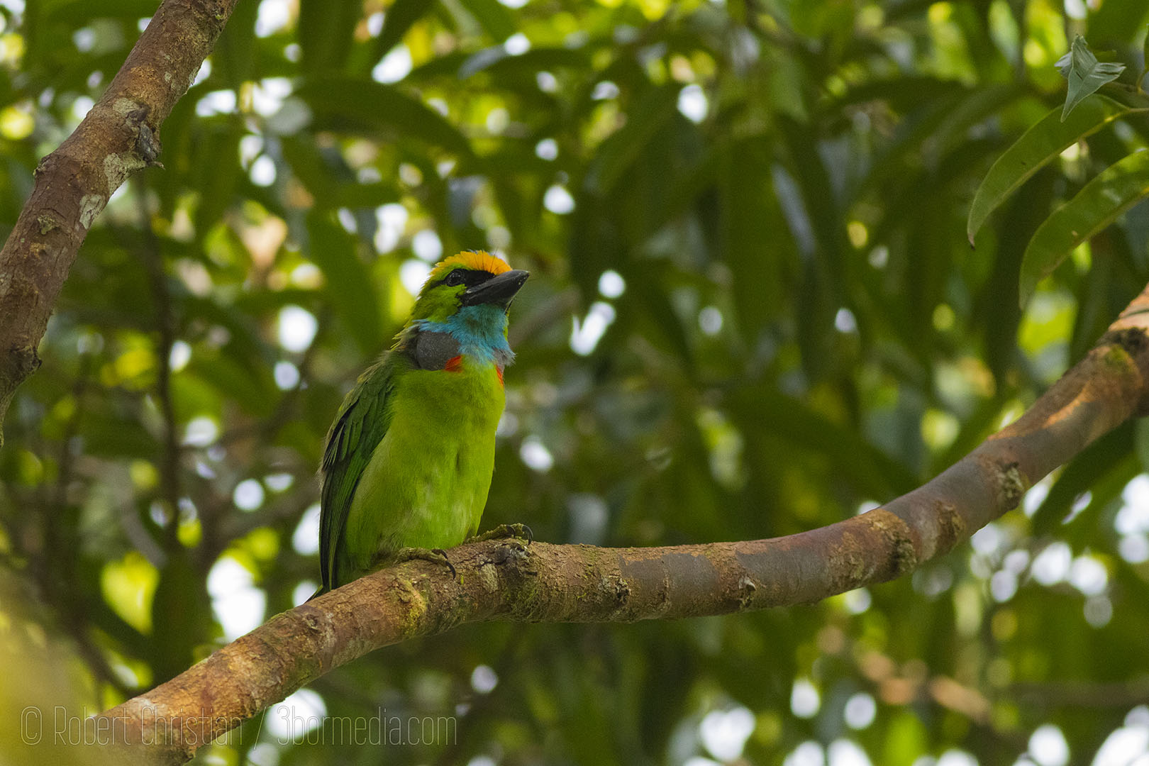 Yellow Crowned Barbet.