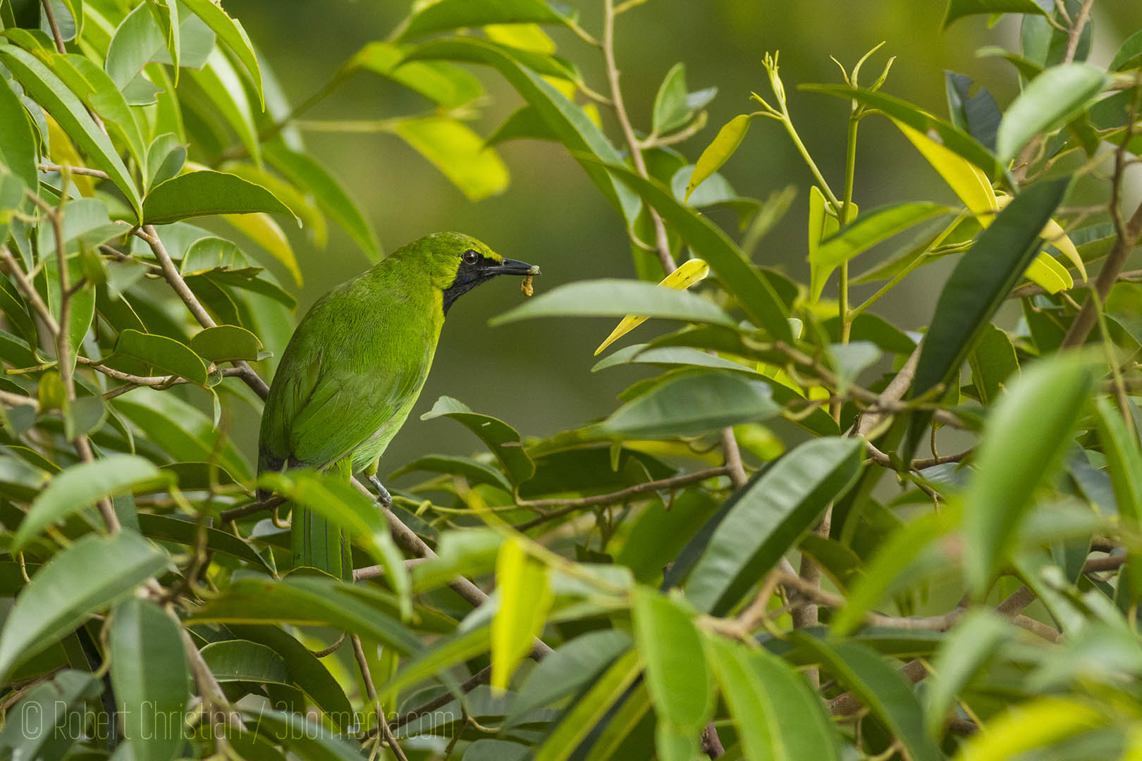 Lesser Green Leafbird.