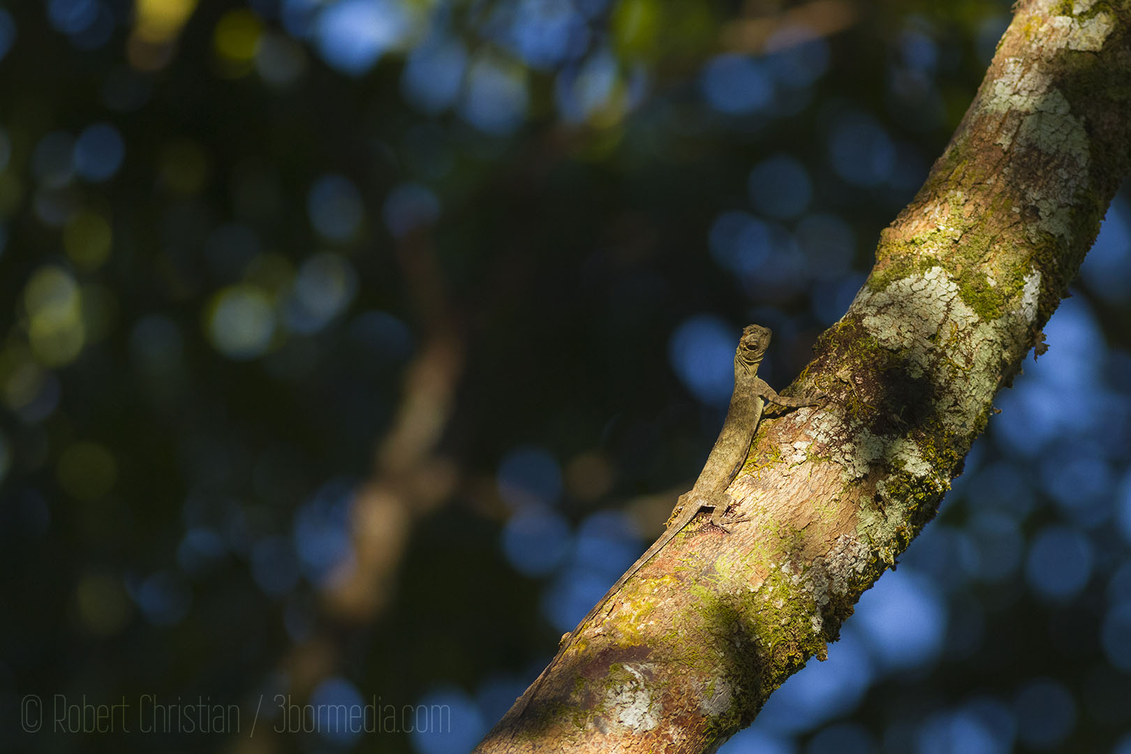 Flying Lizard.