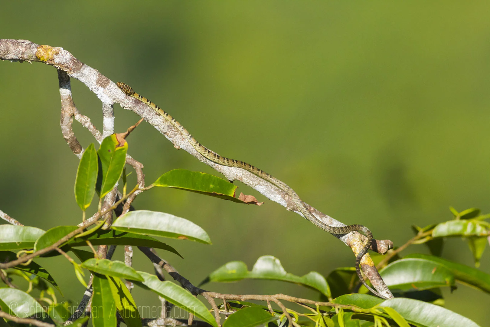 Twin Barred Tree Snake.