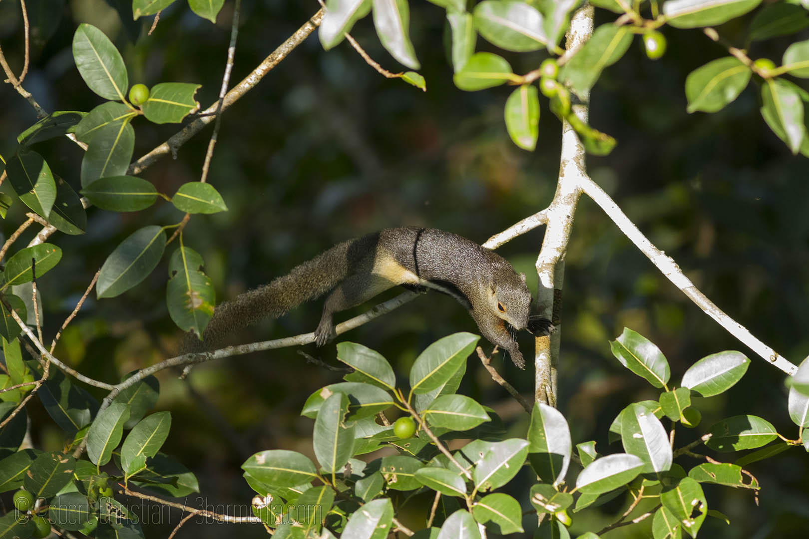 Prevost's Squirrel.
