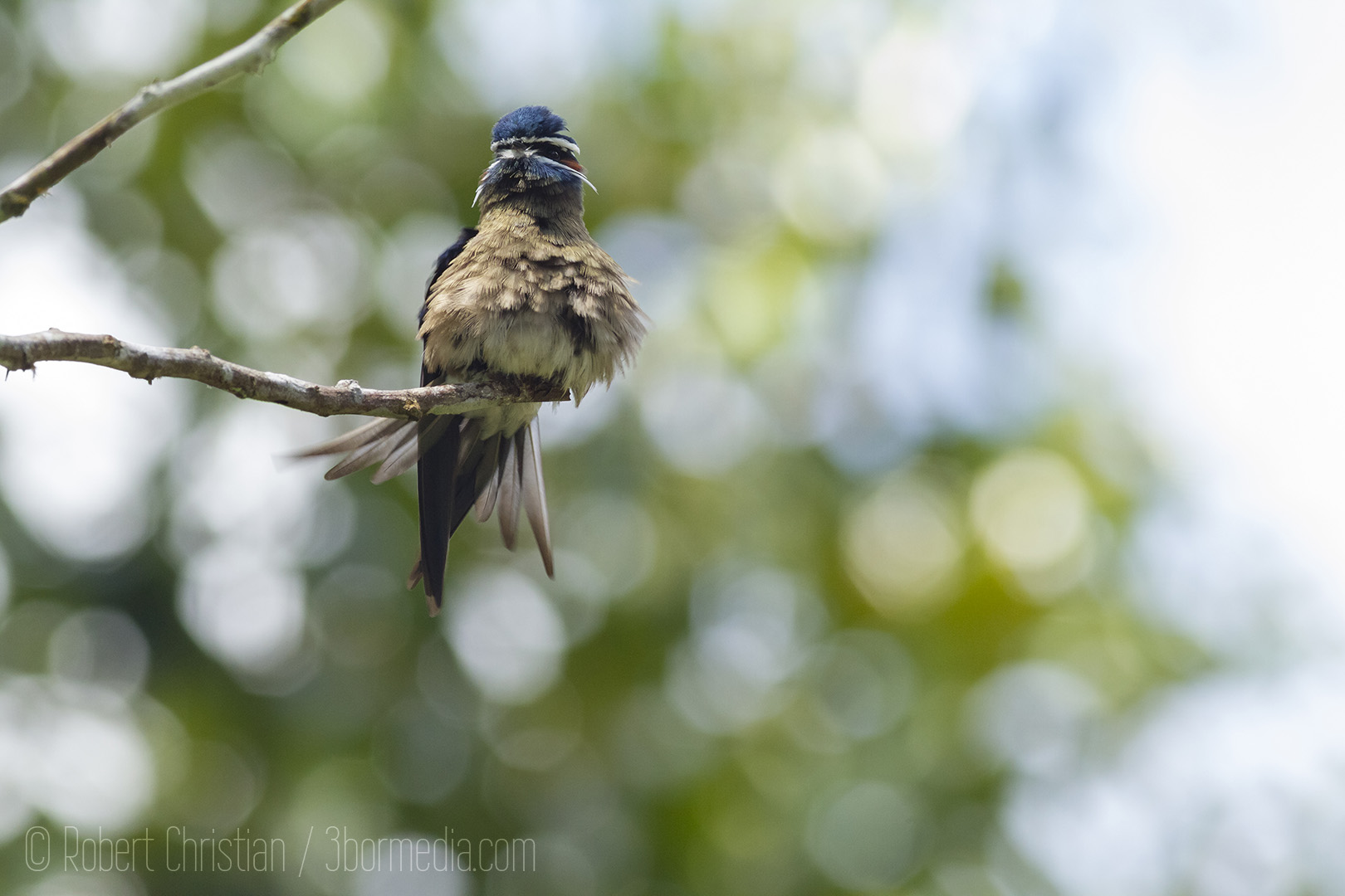 Whiskered Treeswift with puffed up feathers.