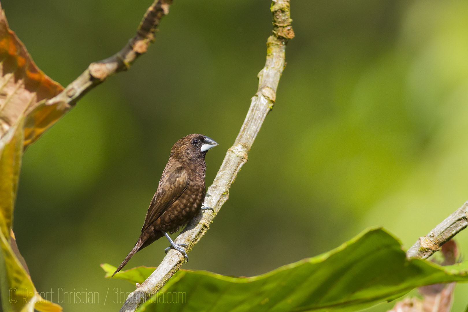 The Dusky Munia an endemic bird of Borneo.
