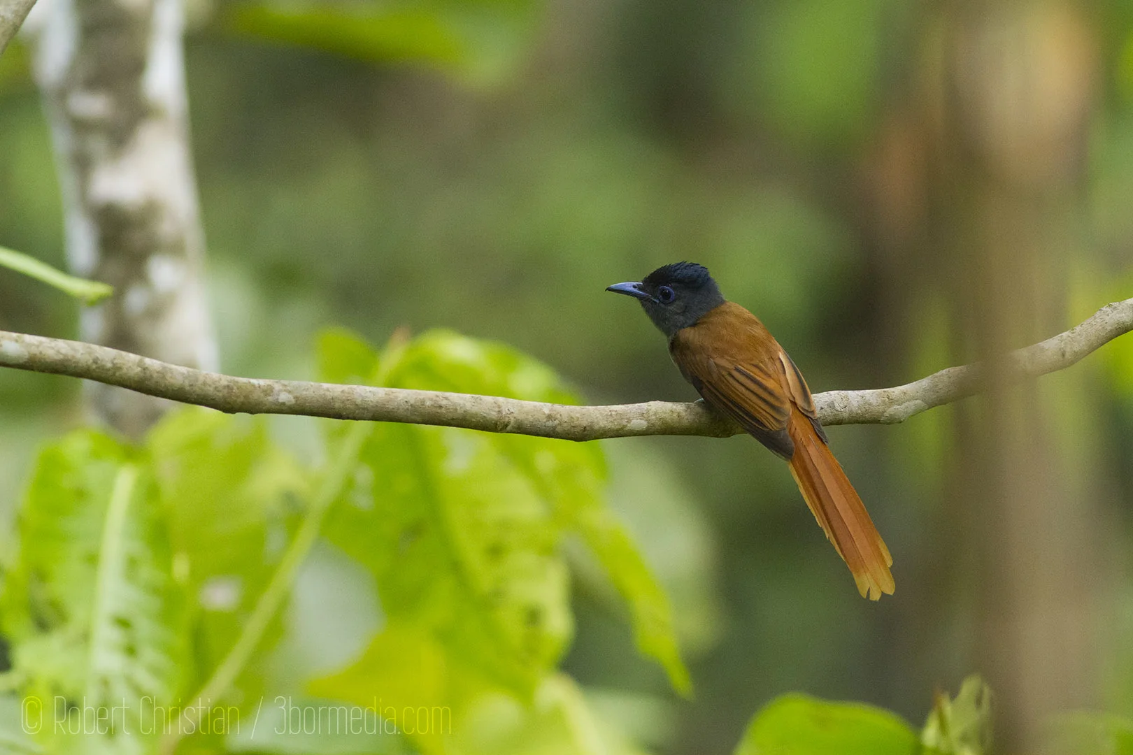 A female Asian Paradise Flycatcher is not as spectacular as the male but still a beautiful bird.