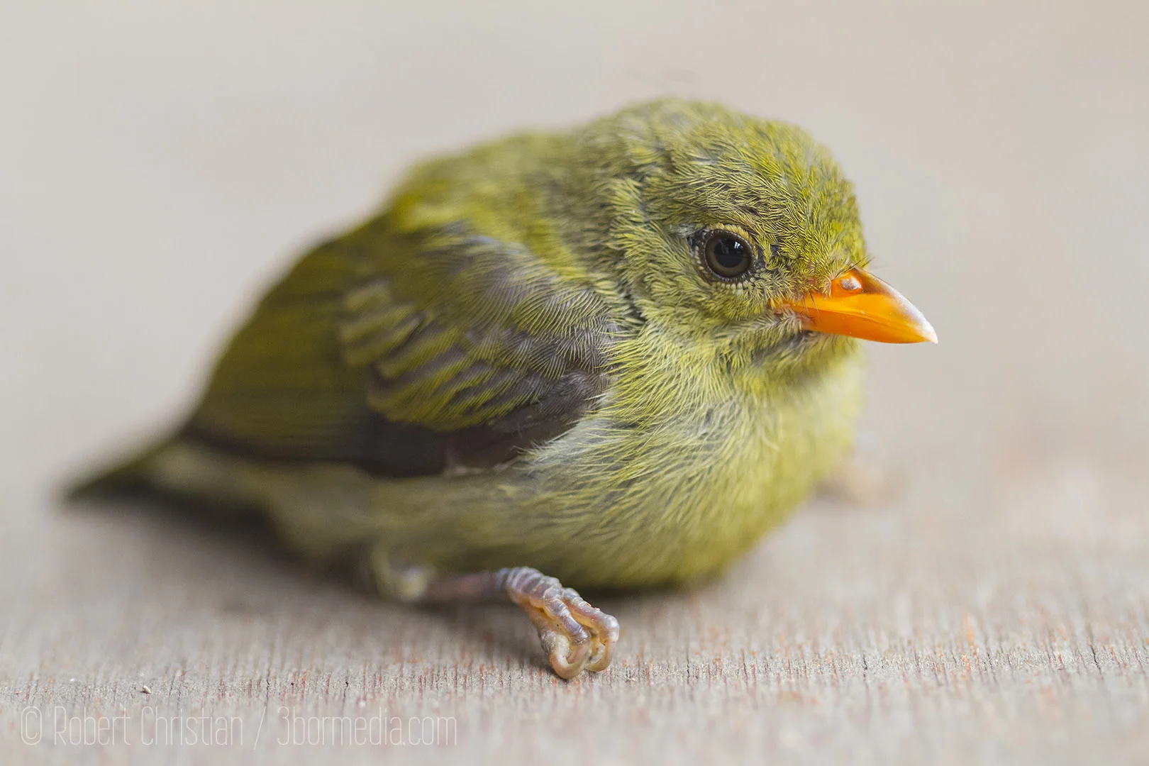 A young Flowerpecker dazed after flying into a window.
