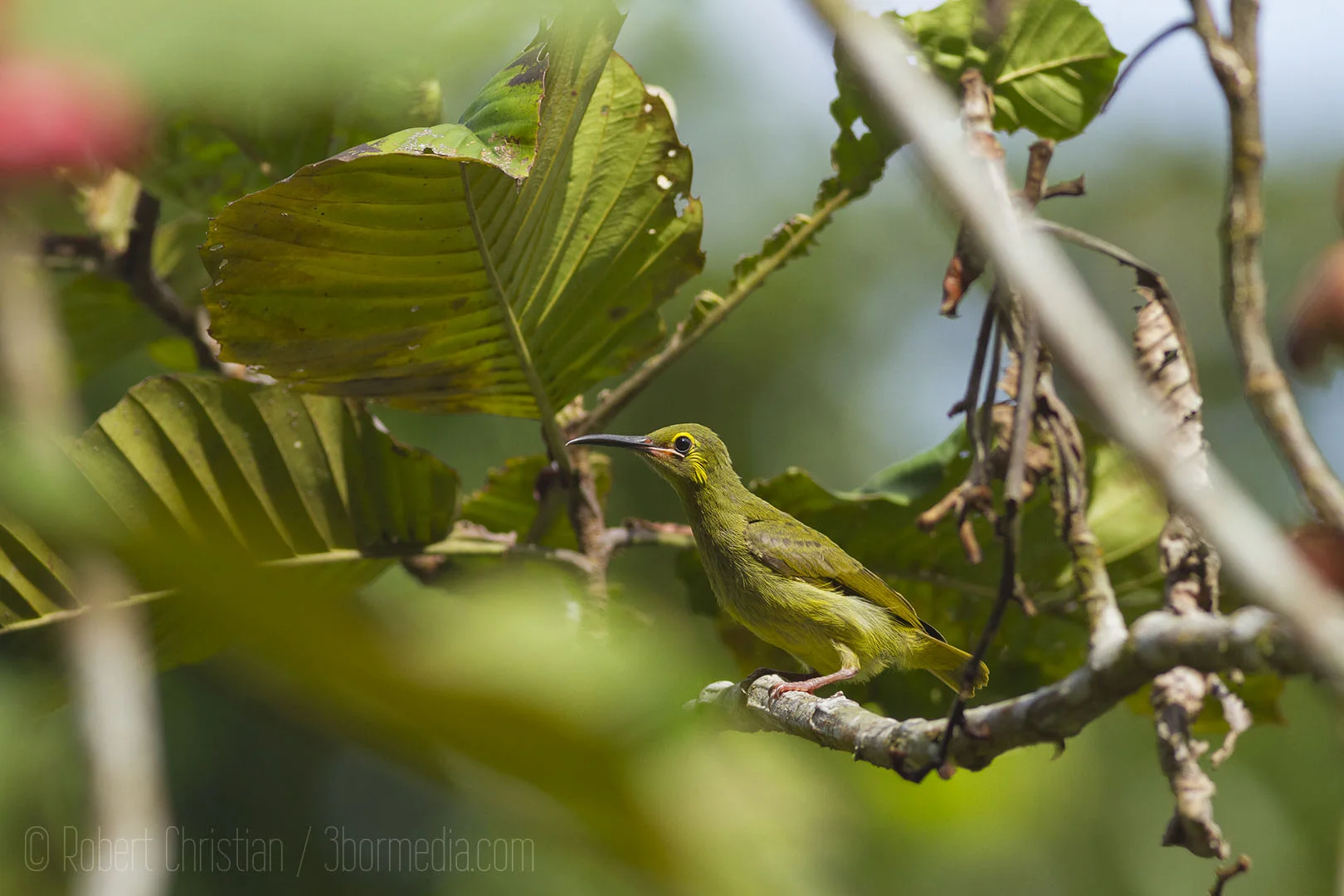Yellow-Eared Spiderhunter.