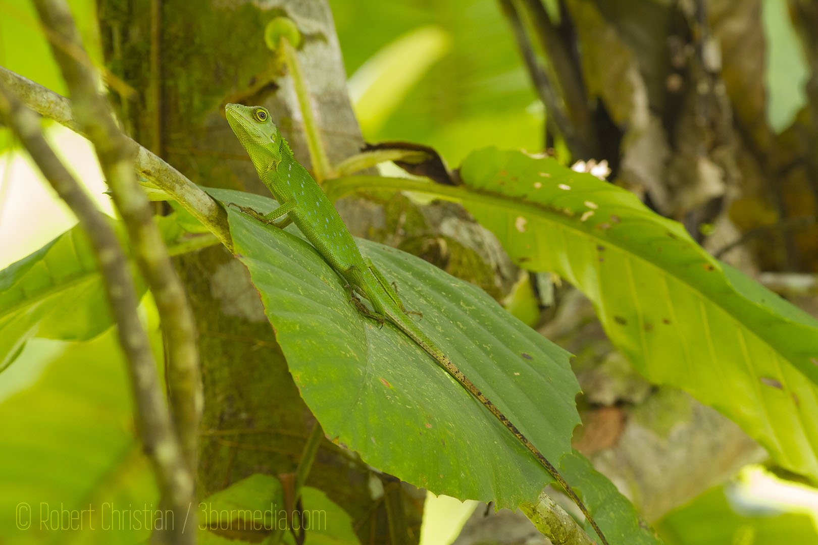 Green Crested Lizard.