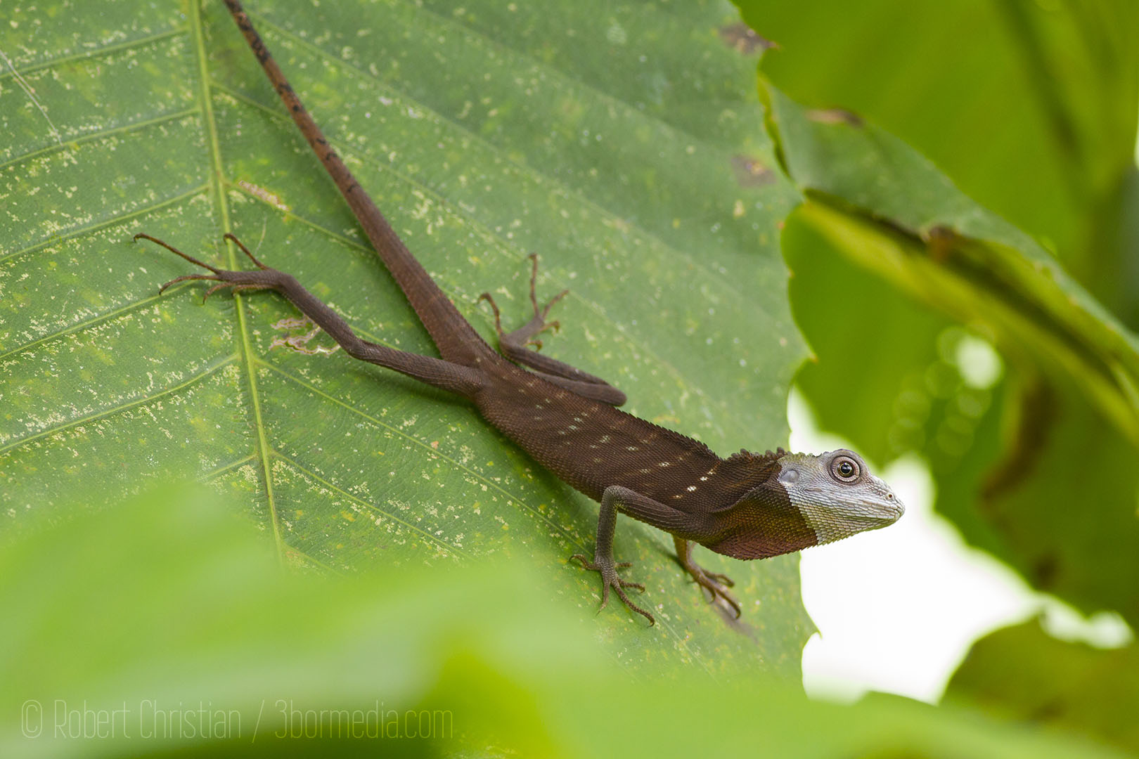 The same Green Crested Lizard after it had turned brown.