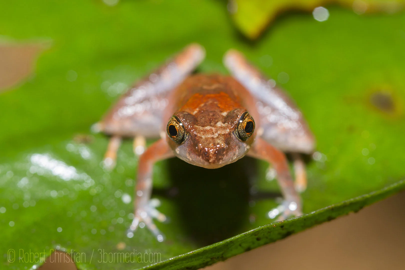 A type of Dwarf Litter Frog who's sound belies its tiny size.