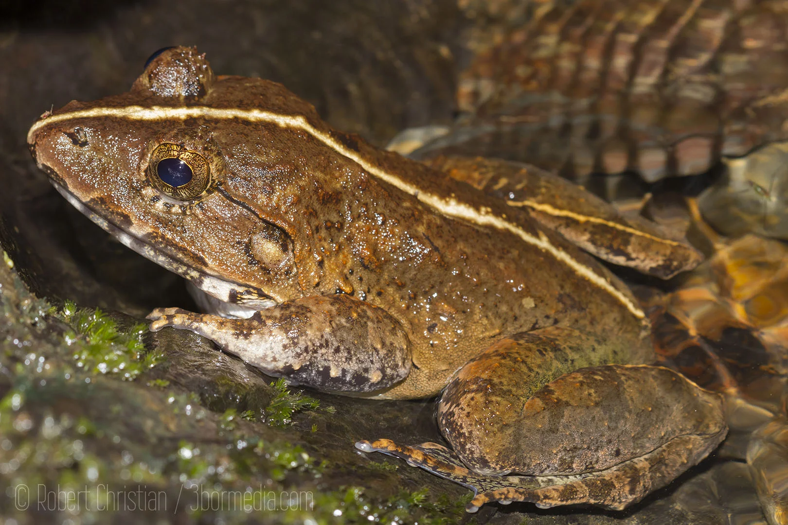 A Peat Swamp Frog in the stream at Ulu Temburong.