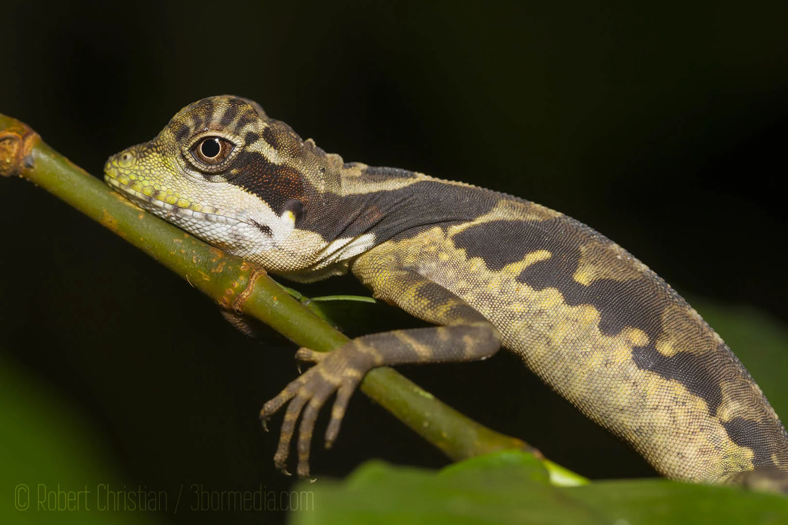 Bornean Angle-Headed Lizard asleep on a branch above the stream.
